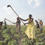 Adhieu Deng Ngewei and other women work together on April 12, 2017, in a community vegetable garden in Dong Boma, a Dinka village in South Sudan's Jonglei State. Most of the women's families recently returned home after being displaced by rebel soldiers in December, 2013, and they face serious challenges in rebuilding their village while simultaneously coping with a drought which has devastated their cattle herds. The Lutheran World Federation, a member of the ACT Alliance, is helping the villagers restart their lives with support for housing, livelihood, and food security. South Sudan. Photo: Paul Jeffrey/ACT
