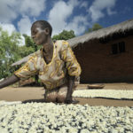 A woman breaks up soaked cassava and lays it in the sun to dry